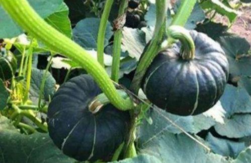 西安吃瓜网红是谁啊,揭秘西安网红“吃瓜达人”之谜 第2张 西安吃瓜网红是谁啊,揭秘西安网红“吃瓜达人”之谜 第2张